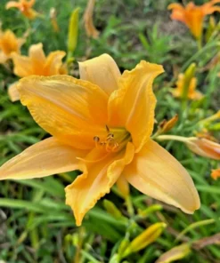 3 Flora's Fancy Daylily Roots for Planting - Apricot Daylily Flower Plant - Ornamental Plant for Outdoor Garden