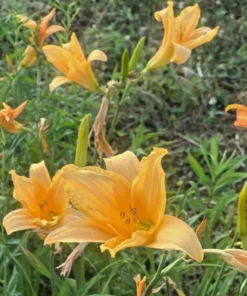 3 Flora's Fancy Daylily Roots for Planting - Apricot Daylily Flower Plant - Ornamental Plant for Outdoor Garden