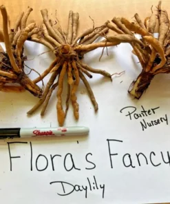 3 Flora's Fancy Daylily Roots for Planting - Apricot Daylily Flower Plant - Ornamental Plant for Outdoor Garden