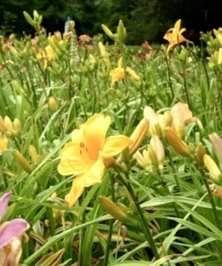 3 Flora's Fancy Daylily Roots for Planting - Apricot Daylily Flower Plant - Ornamental Plant for Outdoor Garden