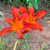 3 Orange Daylily Fans/Bareroot Plants for Planting - Orange Daylily Flower Plant - Ornamental Plant for Outdoor Garden