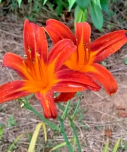3 Orange Daylily Fans/Bareroot Plants for Planting - Orange Daylily Flower Plant - Ornamental Plant for Outdoor Garden