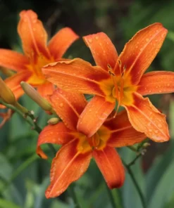 3 Orange Daylily Fans/Bareroot Plants for Planting - Orange Daylily Flower Plant - Ornamental Plant for Outdoor Garden