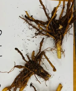 3 Orange Daylily Fans/Bareroot Plants for Planting - Orange Daylily Flower Plant - Ornamental Plant for Outdoor Garden