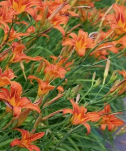 3 Orange Daylily Fans/Bareroot Plants for Planting - Orange Daylily Flower Plant - Ornamental Plant for Outdoor Garden