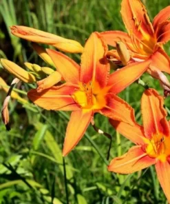 3 Orange Daylily Fans/Bareroot Plants for Planting - Orange Daylily Flower Plant - Ornamental Plant for Outdoor Garden