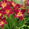 3 Red Daylily Fans/Bareroot Plants for Planting - Red Daylily Flower Plant - Ornamental Plant for Outdoor Garden