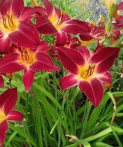 3 Red Daylily Fans/Bareroot Plants for Planting - Red Daylily Flower Plant - Ornamental Plant for Outdoor Garden