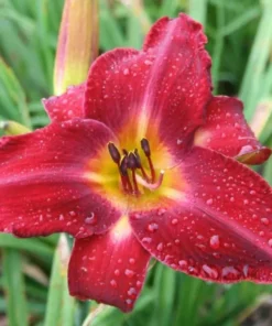 3 Red Daylily Fans/Bareroot Plants for Planting - Red Daylily Flower Plant - Ornamental Plant for Outdoor Garden