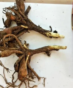 3 Red Daylily Fans/Bareroot Plants for Planting - Red Daylily Flower Plant - Ornamental Plant for Outdoor Garden