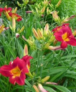 3 Red Daylily Fans/Bareroot Plants for Planting - Red Daylily Flower Plant - Ornamental Plant for Outdoor Garden