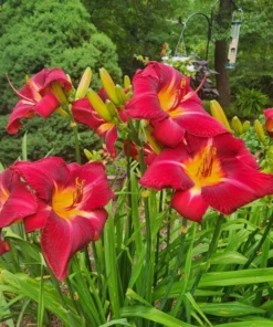 3 Red Daylily Fans/Bareroot Plants for Planting - Red Daylily Flower Plant - Ornamental Plant for Outdoor Garden