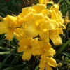 3 Yellow Daylily Fans/Bareroot Plants for Planting - Yellow Daylily Flower Plant - Ornamental Plant for Outdoor Garden