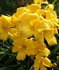 3 Yellow Daylily Fans/Bareroot Plants for Planting - Yellow Daylily Flower Plant - Ornamental Plant for Outdoor Garden