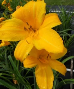 3 Yellow Daylily Fans/Bareroot Plants for Planting - Yellow Daylily Flower Plant - Ornamental Plant for Outdoor Garden