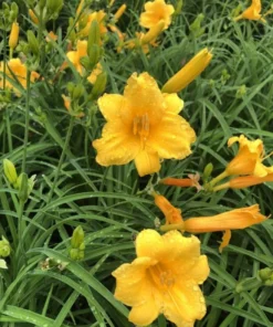 3 Yellow Daylily Fans/Bareroot Plants for Planting - Yellow Daylily Flower Plant - Ornamental Plant for Outdoor Garden