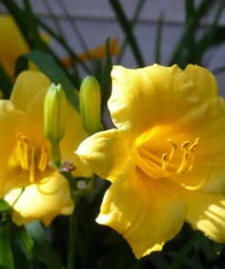 3 Yellow Daylily Fans/Bareroot Plants for Planting - Yellow Daylily Flower Plant - Ornamental Plant for Outdoor Garden