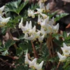5 Dutchman's Breeches Roots for Planting - Dicentra Cucullaria - Wildflower - Bleeding Hearts Flower - Perennial