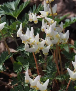 5 Dutchman's Breeches Roots for Planting - Dicentra Cucullaria - Wildflower - Bleeding Hearts Flower - Perennial