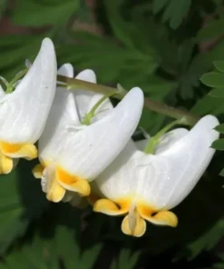 5 Dutchman's Breeches Roots for Planting - Dicentra Cucullaria - Wildflower - Bleeding Hearts Flower - Perennial