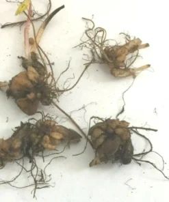 5 Dutchman's Breeches Roots for Planting - Dicentra Cucullaria - Wildflower - Bleeding Hearts Flower - Perennial