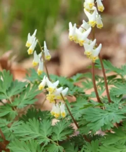 5 Dutchman's Breeches Roots for Planting - Dicentra Cucullaria - Wildflower - Bleeding Hearts Flower - Perennial