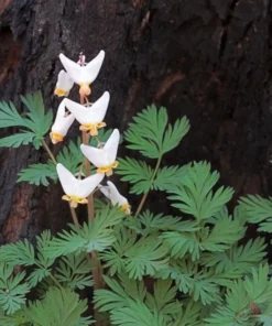 5 Dutchman's Breeches Roots for Planting - Dicentra Cucullaria - Wildflower - Bleeding Hearts Flower - Perennial