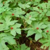 5 Golden Seal Bareroots for Planting - Hydrastis Canadensis - Goldenseal Plant - Perennial Herb