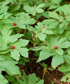 5 Golden Seal Bareroots for Planting - Hydrastis Canadensis - Goldenseal Plant - Perennial Herb