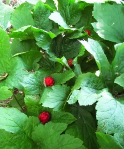 5 Golden Seal Bareroots for Planting - Hydrastis Canadensis - Goldenseal Plant - Perennial Herb