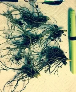 5 Golden Seal Bareroots for Planting - Hydrastis Canadensis - Goldenseal Plant - Perennial Herb