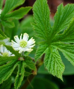 5 Golden Seal Bareroots for Planting - Hydrastis Canadensis - Goldenseal Plant - Perennial Herb
