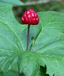5 Golden Seal Bareroots for Planting - Hydrastis Canadensis - Goldenseal Plant - Perennial Herb