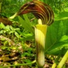 5 Jack-In-The-Pulpit Bulbs for Planting - Indian Turnip - Arisaema Triphyllum - Flowering Plant