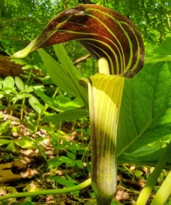 5 Jack-In-The-Pulpit Bulbs for Planting - Indian Turnip - Arisaema Triphyllum - Flowering Plant
