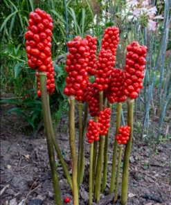 5 Jack-In-The-Pulpit Bulbs for Planting - Indian Turnip - Arisaema Triphyllum - Flowering Plant