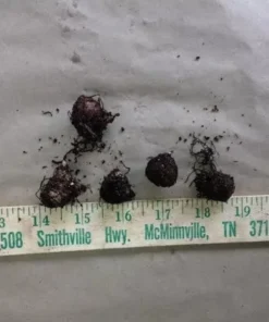 5 Jack-In-The-Pulpit Bulbs for Planting - Indian Turnip - Arisaema Triphyllum - Flowering Plant