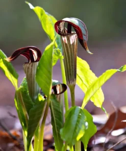 5 Jack-In-The-Pulpit Bulbs for Planting - Indian Turnip - Arisaema Triphyllum - Flowering Plant