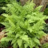 5 Lady Fern Rhizomes for Planting - Athyriun Filix Femina - Ground Cover Plant - Hardy Fern Plant for Outdoor Garden