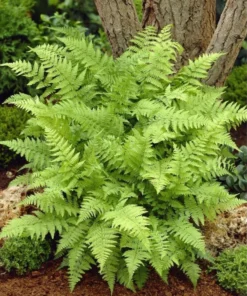 5 Lady Fern Rhizomes for Planting - Athyriun Filix Femina - Ground Cover Plant - Hardy Fern Plant for Outdoor Garden