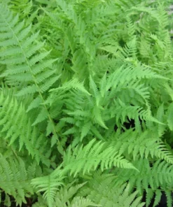 5 Lady Fern Rhizomes for Planting - Athyriun Filix Femina - Ground Cover Plant - Hardy Fern Plant for Outdoor Garden