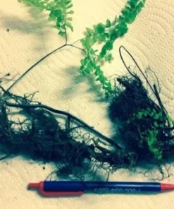 5 Lady Fern Rhizomes for Planting - Athyriun Filix Femina - Ground Cover Plant - Hardy Fern Plant for Outdoor Garden