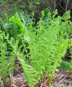 5 Lady Fern Rhizomes for Planting - Athyriun Filix Femina - Ground Cover Plant - Hardy Fern Plant for Outdoor Garden