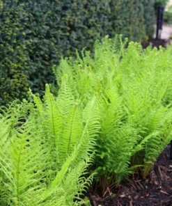5 Lady Fern Rhizomes for Planting - Athyriun Filix Femina - Ground Cover Plant - Hardy Fern Plant for Outdoor Garden