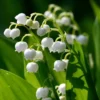 5 Lily of the Valley Roots - May Lily May Bells - Convallaria Majalis -Fragrant Flowering Plant - Ornamental Plant Outdoor Garden