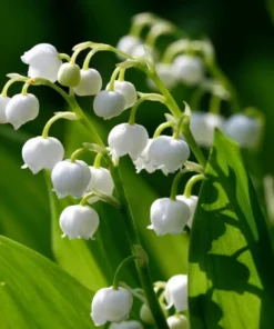 5 Lily of the Valley Roots - May Lily May Bells - Convallaria Majalis -Fragrant Flowering Plant - Ornamental Plant Outdoor Garden