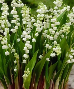 5 Lily of the Valley Roots - May Lily May Bells - Convallaria Majalis -Fragrant Flowering Plant - Ornamental Plant Outdoor Garden