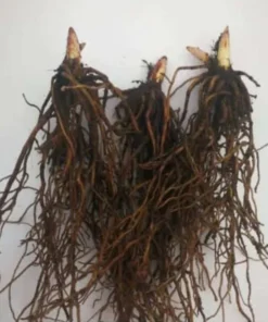 5 Lily of the Valley Roots - May Lily May Bells - Convallaria Majalis -Fragrant Flowering Plant - Ornamental Plant Outdoor Garden