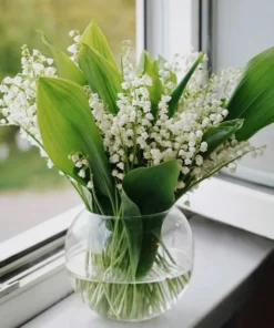 5 Lily of the Valley Roots - May Lily May Bells - Convallaria Majalis -Fragrant Flowering Plant - Ornamental Plant Outdoor Garden
