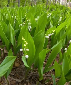 5 Lily of the Valley Roots - May Lily May Bells - Convallaria Majalis -Fragrant Flowering Plant - Ornamental Plant Outdoor Garden